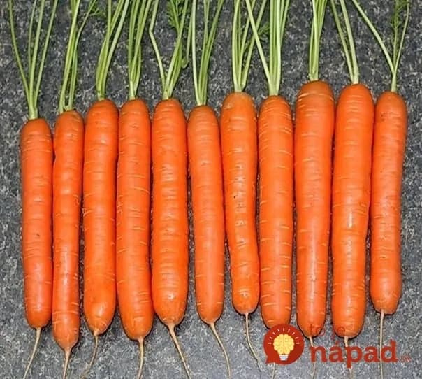 Keď idem sadiť mrkvu, vždy sa držím tejto rady od mojej starkej: Už roky mám takú úrodu, že mi ju chodia obdivovať všetci susedia!