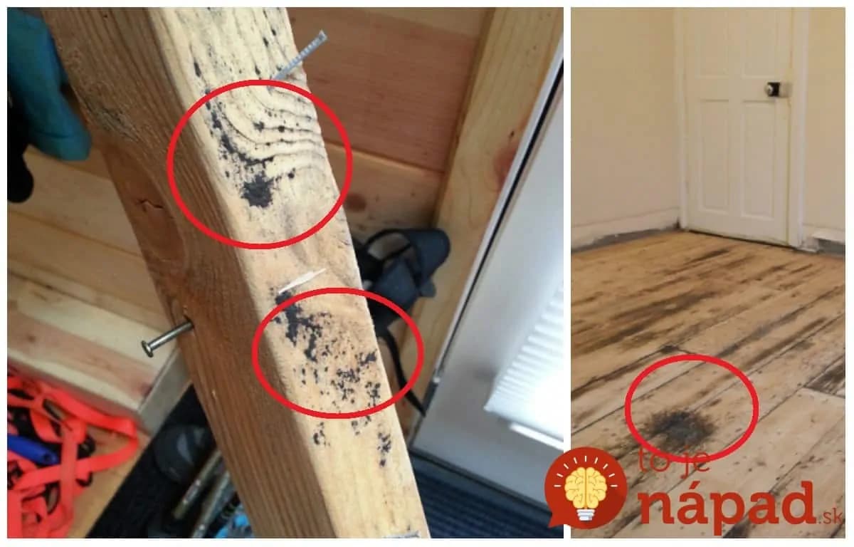 Dobrá rada pre všetkých, ktorým sa na dreve chytila pleseň: Dedova metóda, ako ju zlikvidovať a zabrániť, aby sa pliaga vrátila!