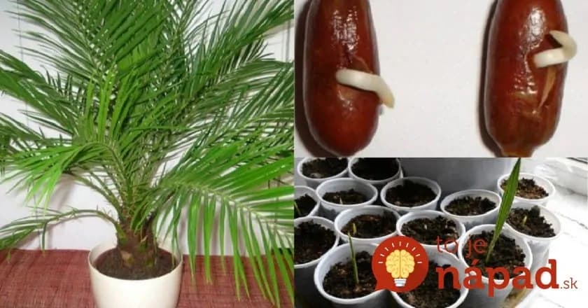 Nabudúce zoberte v potravinách aj balík sušených datlí: Keď dojete, kôstky len dajte do teplej vody – za toto by ste si v kvetinárstve poriadne priplatili!