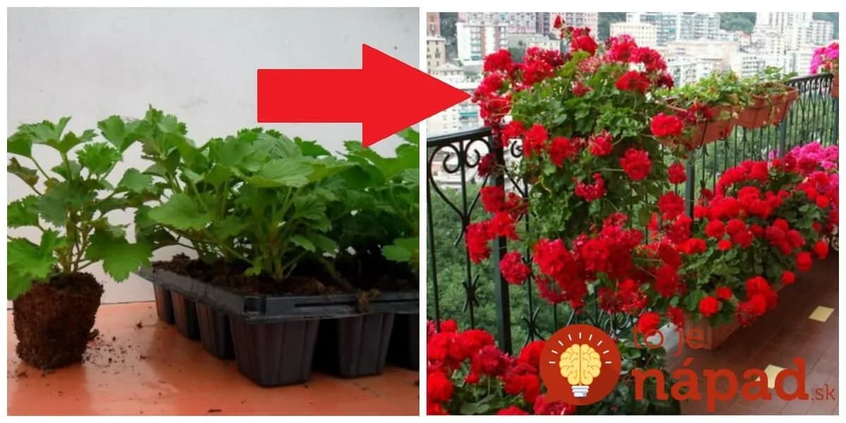 Toto mi funguje už roky: Tajomstvo, ako vypestovať z multiplata najkrajšie muškáty na celej ulici – kvitnú mi až do prvých mrazov!