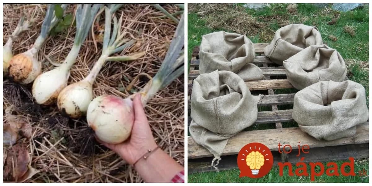 Títo ľudia nemusia riešiť okopávanie, burinu ani škodcov v záhrade: Perfektné nápady, ktoré vám poriadne uľahčia prácu!