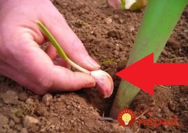 Starká mala vždy v záhrade pár strúčikov cesnaku navyše: Nechystala sa ich však zasadiť, tento starý trik vyvážite zlatom aj dnes!