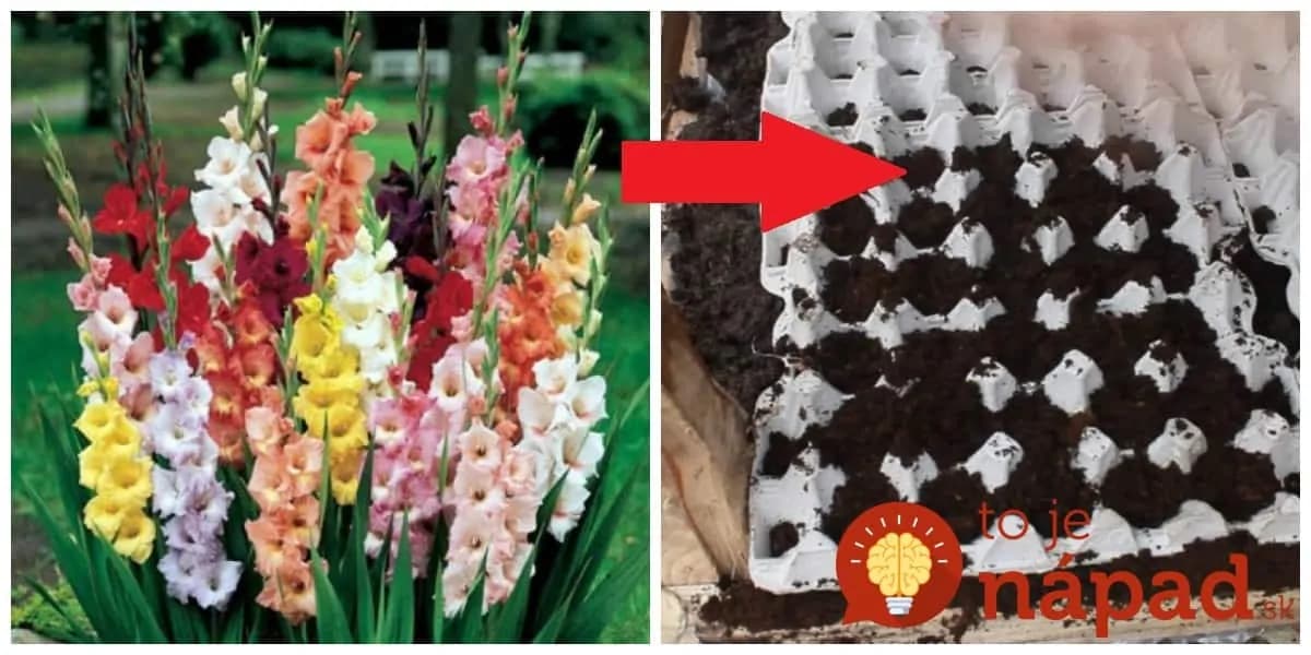 Finta mojej svokry pre najkrajšie gladioly a cibuľoviny: Keď ich budete dávať do zeme, skúste túto radu a bude vám ich obdivovať celá ulica!
