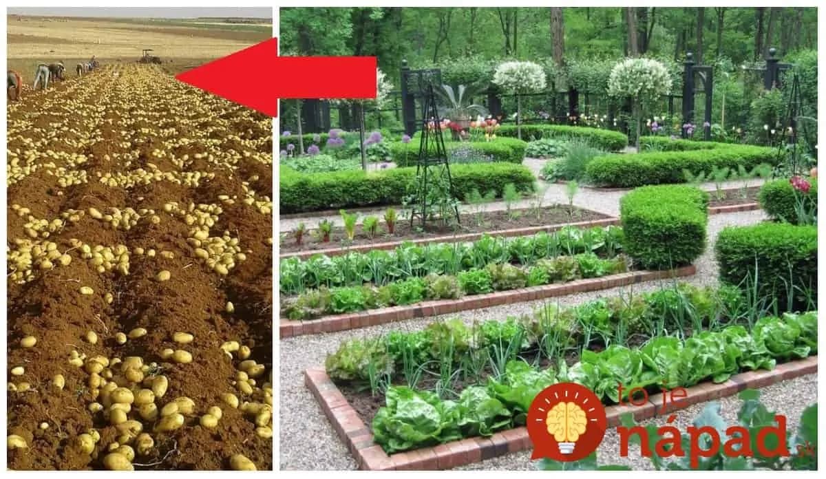 Zemiaky milujú chren a zeler kapustu: Keď rastliny skombinujete takto, úroda bude omnoho vyššia a neriešite choroby ani škodcov!