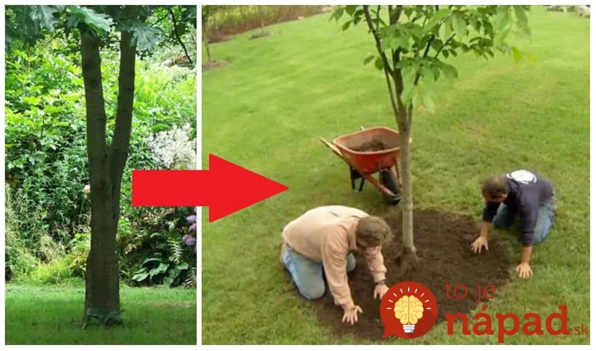 Toto radí všetkým, ktorí majú na záhrade strom: Záhradný architekt ukázal úžasné nápady, ktoré celkom premenia vašu záhradu!