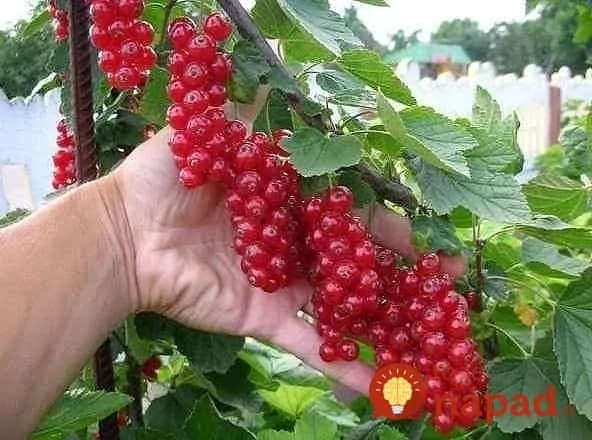 Budete mať 2x viac úrody: Zabudnite na sadenie nových priesad, profík ukázal najjednoduchší spôsob, ako rozmnožiť egreše, černice a čučoriedky!