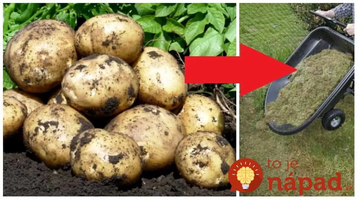 Záhradkárka prišla s perfektnou vychytávkou na pestovanie zemiakov bez práce: Keď to uvidíte, pokosenú trávnu už nikdy nevyhodíte!