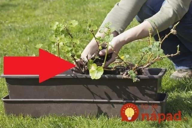 Nedávajte ich len do okien či na balkón: Pestovatelia ukázali úchvatné nápady, ako pestovať obyčajné muškáty – toto stokrát zvýrazní ich krásu!