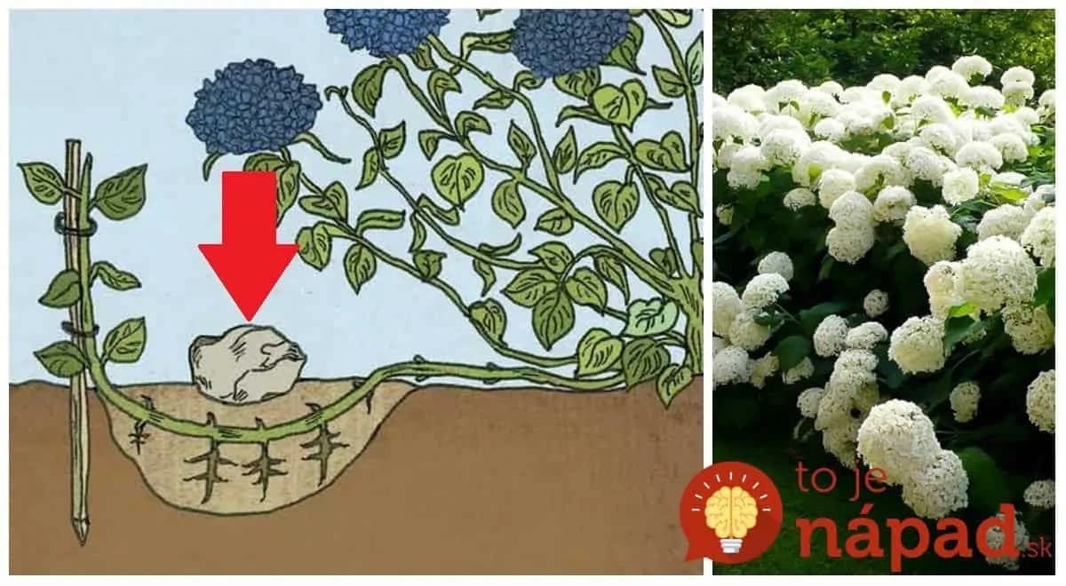 Pestovaniu hortenzií sa venuje 20 rokov: Toto je kľúč k bujarému kvitnutiu od jari až do jesene – aj staršie rastliny sa obsypú kvetmi!