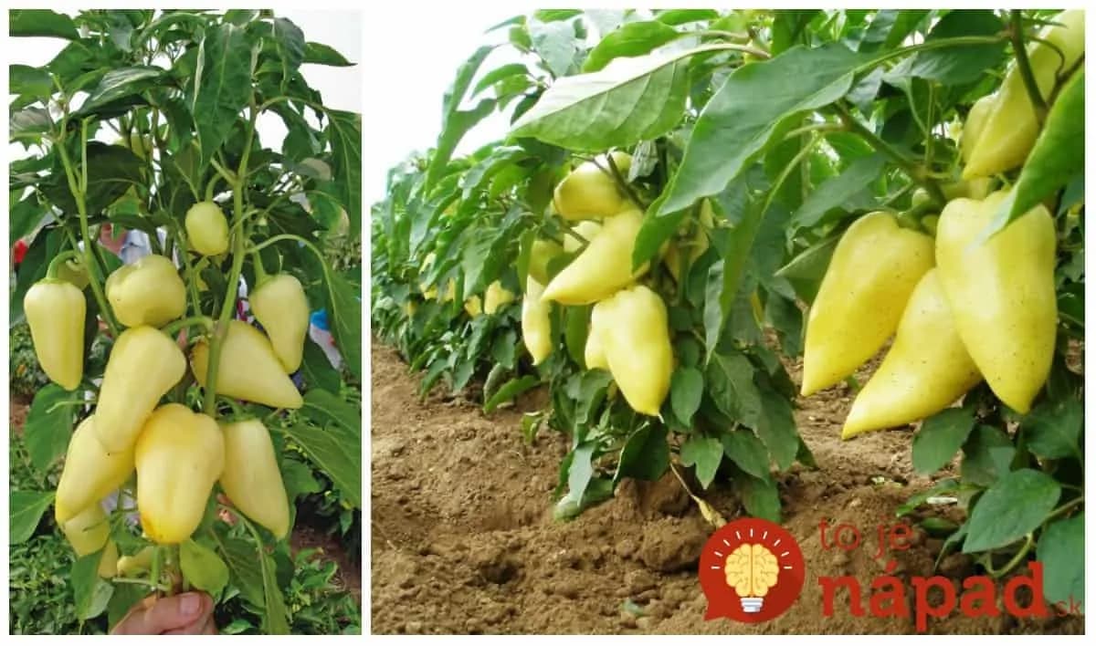 Držte sa toho, keď paprika začne kvitnúť: 3 ZÁSADNÉ rady dlhoročného záhradkára pre maximálnu úrodu z každej jednej rastlinky!