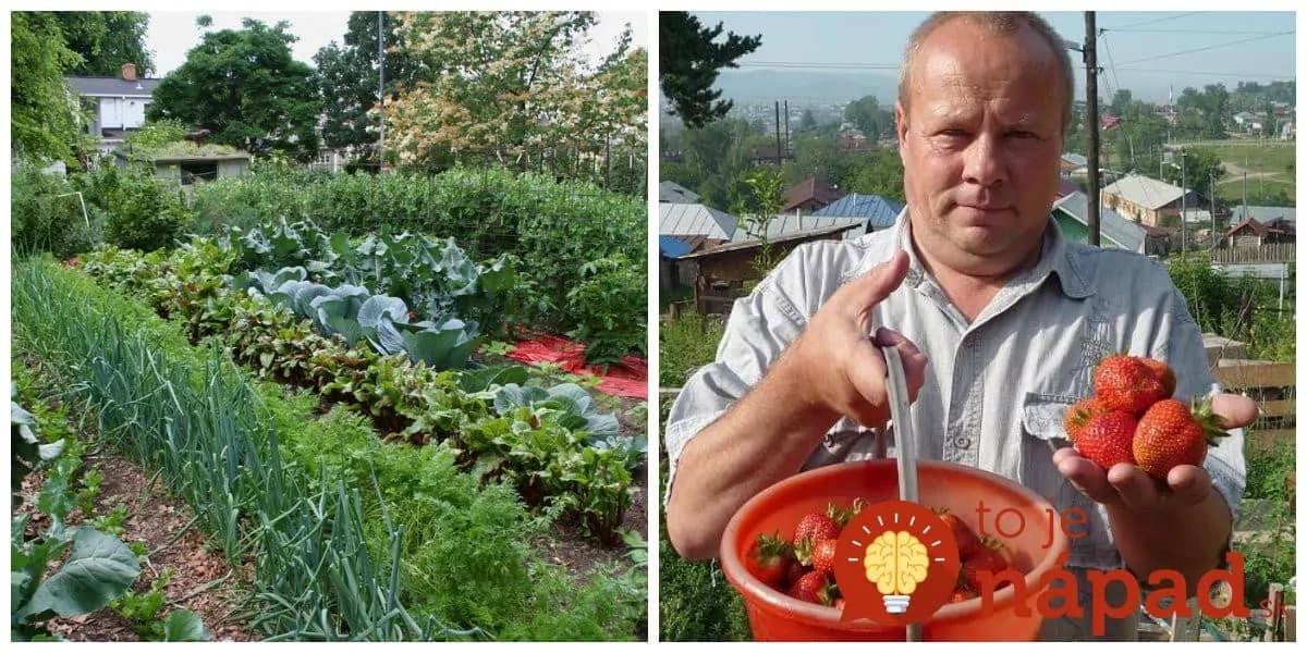 Nestojí ma to ani Euro: Túto radu mi dal pred rokmi svokor – každý záhradkár potrebuje len 3 veci z kuchyne!