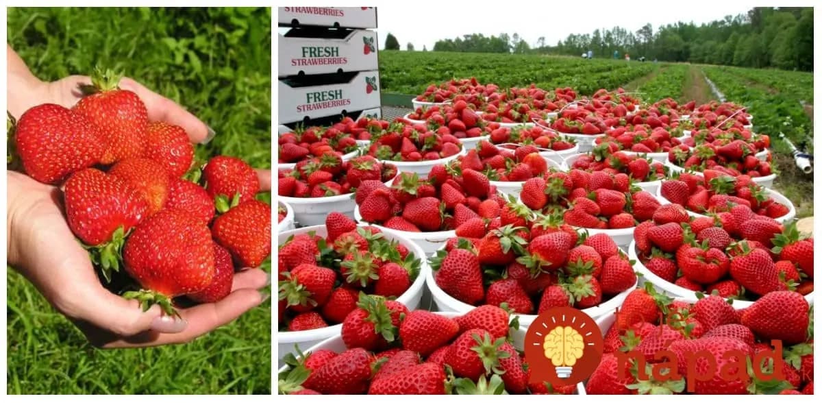 Veľká jahodová mapa pre celé Slovensko: Na týchto miestach si môžete sami nazbierať najlepšie čerstvé jahody!