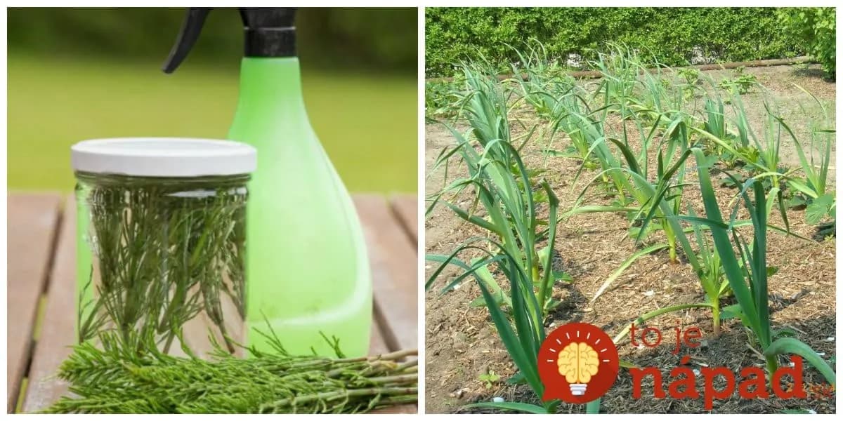 Natrhajte si túto burinu zo záhrady a zalejte vodou: Na druhý to len nastriekajte na zeleninu – o tomto úžasnom efekte vie len málokto!