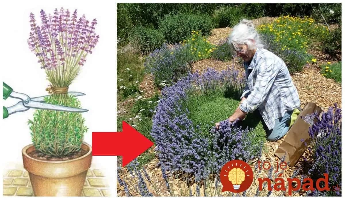 Je čas pozrieť sa na levanduľu: Rady, s ktorými vám na jar rozkvitne ako ešte nikdy!