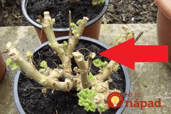 Na mušky v kvetináčoch mi nefungoval sprej z obchodu a ani zápalky: Stačilo, aby som na zeminu položila toto a o pár dní bolo po nich – povedzte o tom každému!