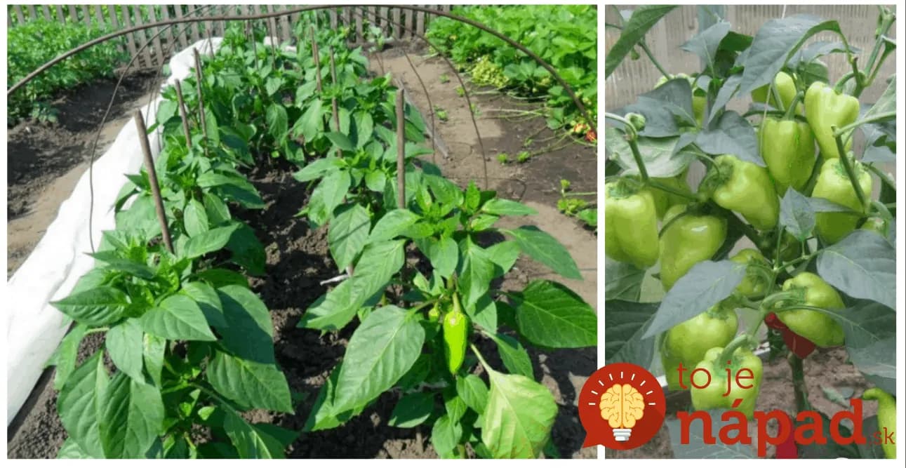 Po presadení do záhrady boli priesady papriky malé a nedarilo sa im: Dal som na radu vedúceho zo záhradkárstva a nakoniec sme mali parádnu úrodu!