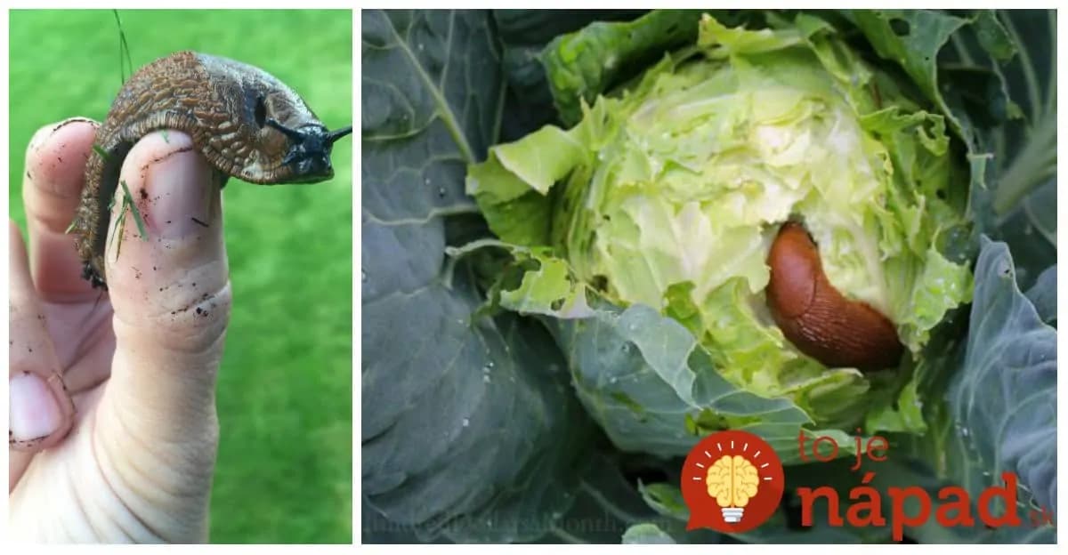 Na slimáky mi nefungovalo pivo ani vaječené škrupinky: Stačilo dať do záhonov toto a zeleniny sa už ani nedotkli, odporučil som to už všetkým susedom!