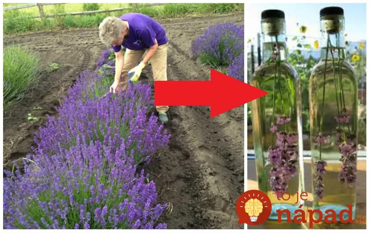 Pár kvietkov dajte do octu a týchto 9 problémov môžete pustiť z hlavy!