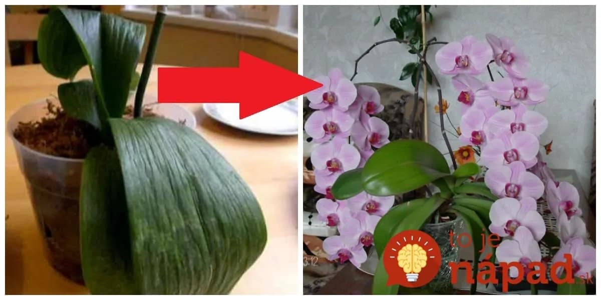 Keby som vedela, že jej len stačí potrieť listy týmto, urobila by som to dávno: Jedna rada a takto mi zakvitla!