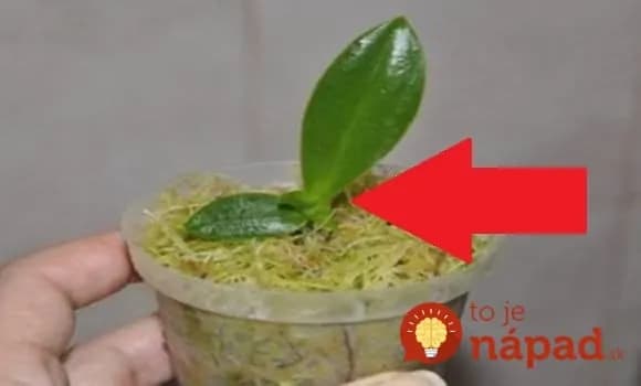 Z 1 orchidey 10 nových: Žena vzala plastovú fľašu, gumičku a ukázala geniálny trik, ako rozmnožiť každú orchideu!