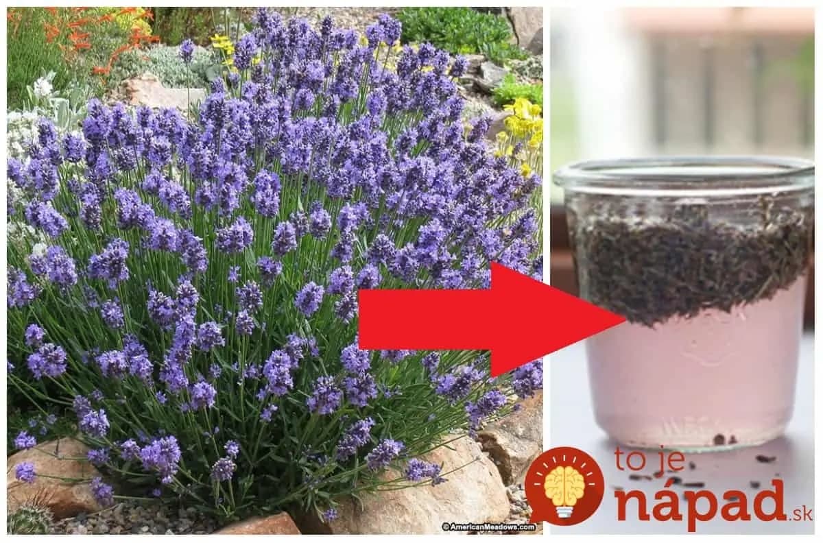 Dve hrste levandule zalejte octom a nechať stáť: Čo z tejto kombinácie o 2 týždne vznikne vám kompletne vyčistí a vydezinfikuje celý dom a aj vašu bielizeň!