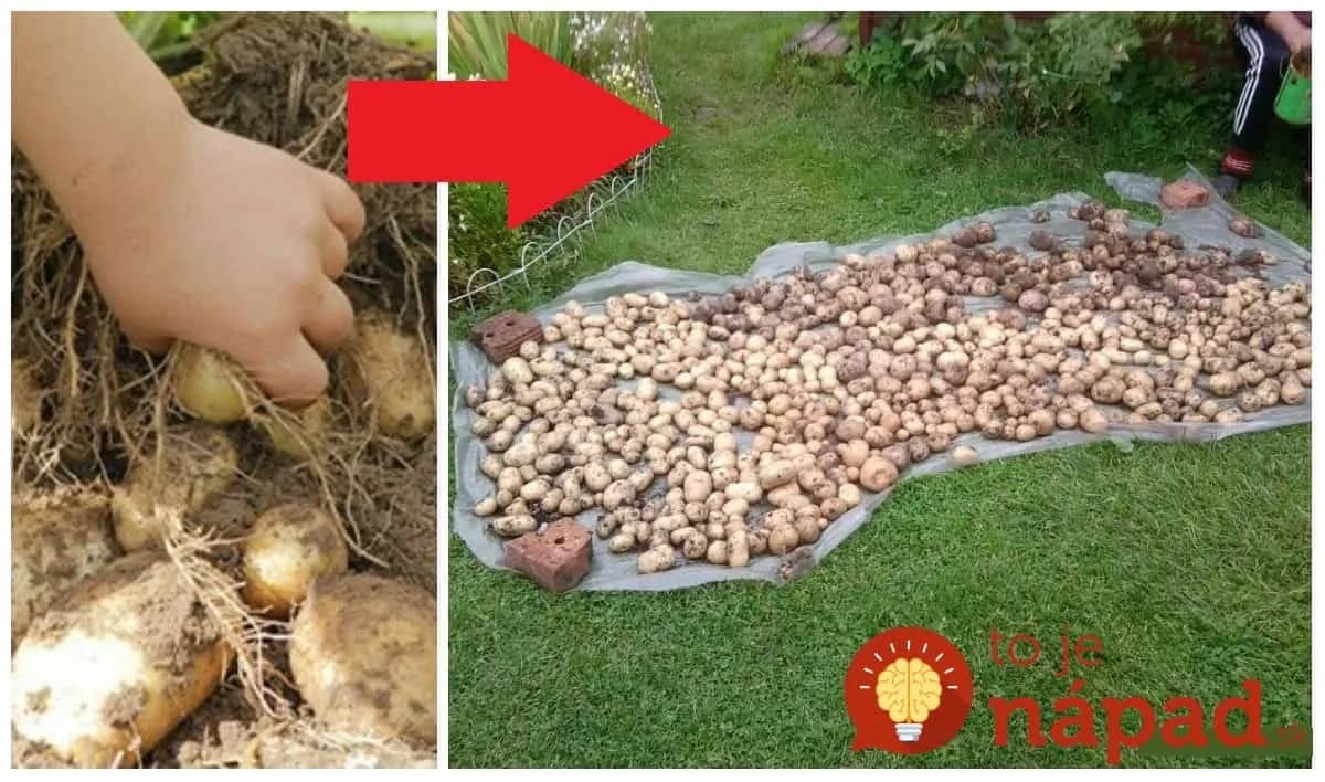 Zasaďte v júli bez rýľa a motyky: Skúsili sme to len s pár zemiakmi a úrodu ohromná, zberali sme skoro až do Vianoc!