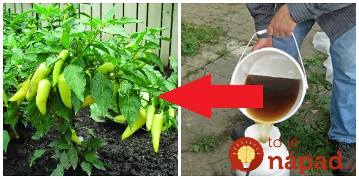 Je úplne zdarma a v júli doženie všetko, čo rastline chýbalo: Aj slabé a neskoro vysadené rodia ako divé až do jesene!