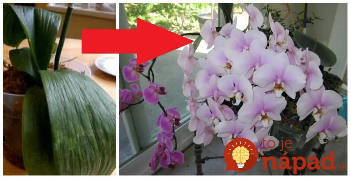 Pred pol rokom bola moja orchidea na vyhodenie: Stačila len 1 zmena a hneď nahodila puky – odvtedy mi kvitne nonstop!