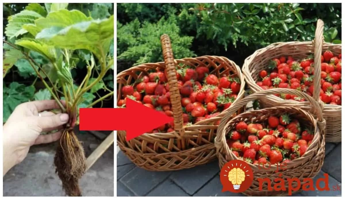 V auguste sa pozrite na jahody: Rady s ktorými budete žať extra úrodu každý jeden rok!