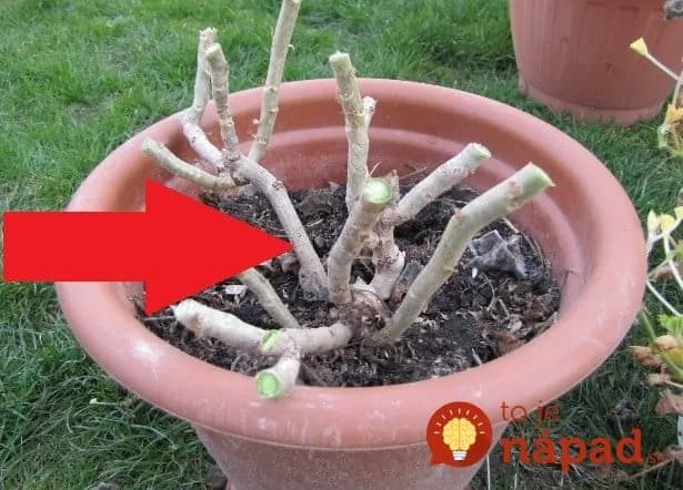 Neverila som, že to funguje, ale zmizli takmer okamžite: Geniálna rada od švagrinej, ako sa zbaviť mušiek v kvetináčoch!