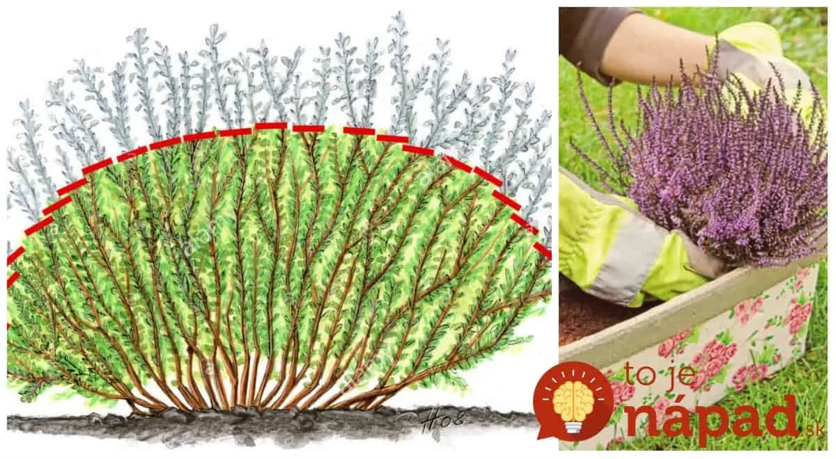 Najlepšia rada, ako pestovať vresy: Držte sa toho a dlhé mesiace budú krásne ako ešte nikdy predtým!