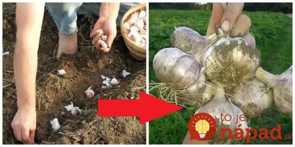 Je čas pozrieť sa na zimný cesnak: Rady s ktorými budete žať extra veľkú úrodu každý rok!