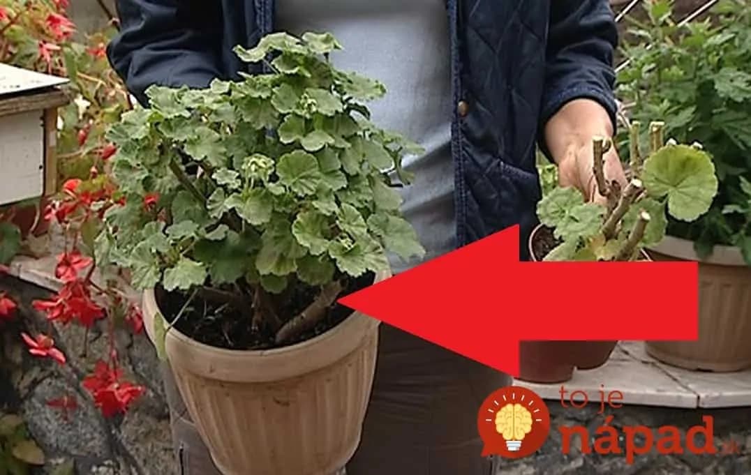 Viete, ako prezimovať MUŠKÁTY úplne bez roboty? Na jar budú ako z časopisu, NAJLEPŠIA rada!