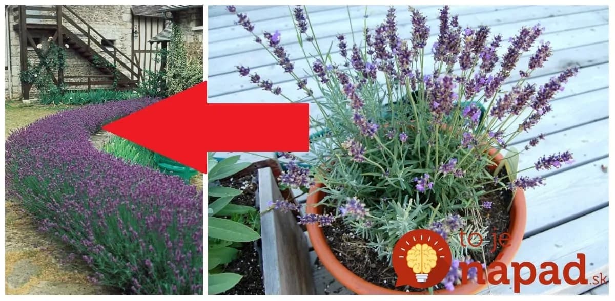 Najlepšia rada, ako zazimovať levanduľu: Keď to urobíte takto, na jar bude krásna a hustá ako nikdy!