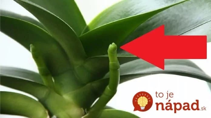 Odkvitla vám orchidea: Toto je najjednoduchší, odskúšaný spôsob, ako ju opäť rozkvitnúť!