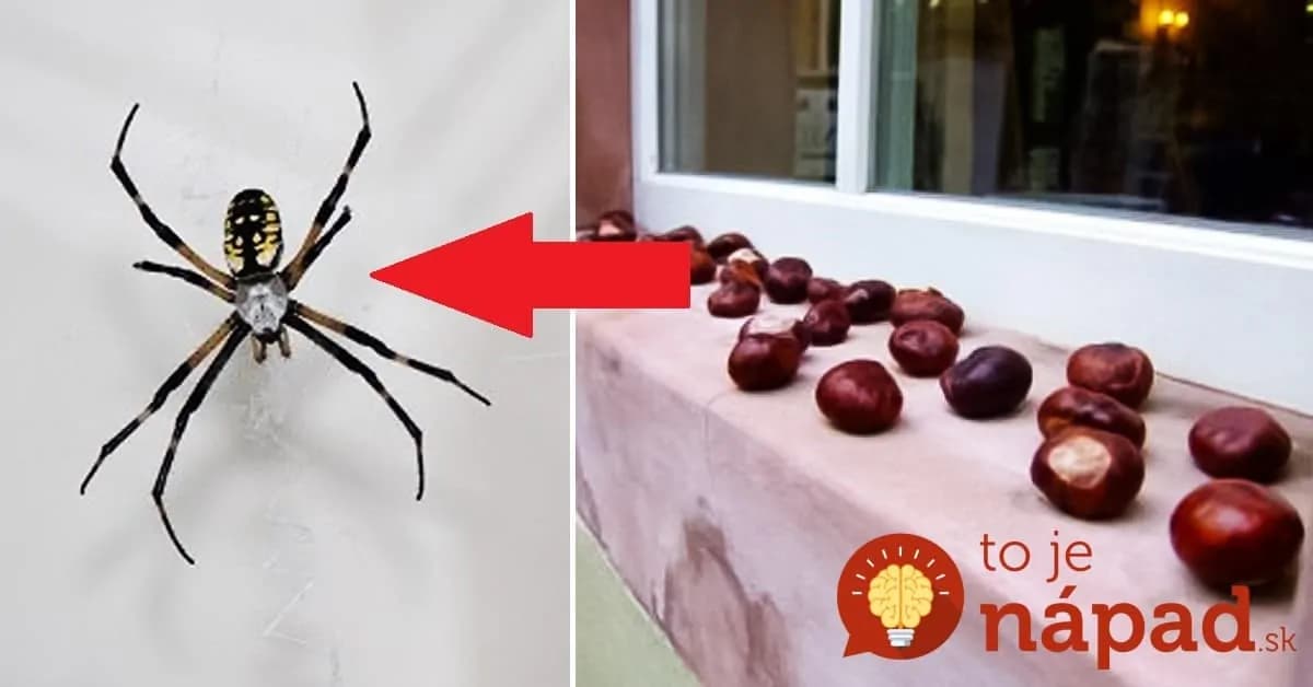 Jednoduchý trik, ako vyhnať z domu všetky pavúky: Utiekajte si nazbierať pár gaštanov, na háveď to funguje geniálne!