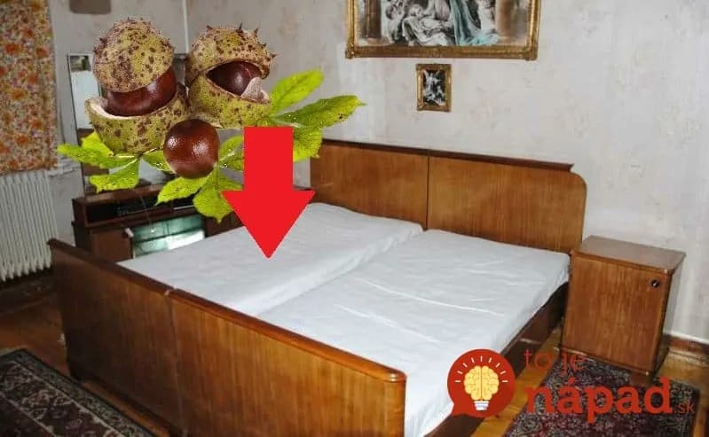 Toto je dôvod, prečo TREBA dať pod vankúš obyčajné gaštany: Vedeli to už naši dedovia!