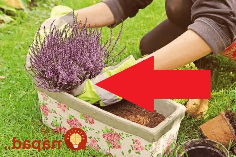 JEDNA jednoduchá rada, s ktorou vám vresy nevymrznú ani pri mínus 20: Stačilo urobiť toto a kvitnú aj pod snehom!