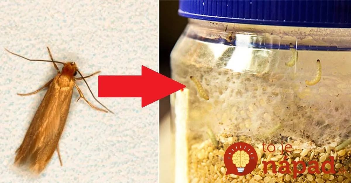 Moliam v mojej kuchyni odzvonilo: Chémiu som vôbec nemusela kupovať, toto zabralo na prvý pokus a odvtedy je s nimi pokoj!