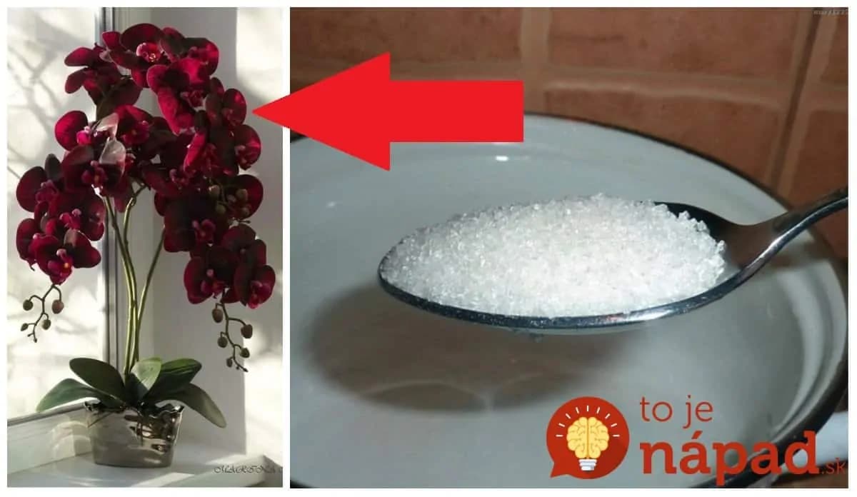 Cukor je orchideu rovnaký zázrak ako antibiotikum: Toto spravila 1 lyžička so starou rastlinou na vyhodenie!