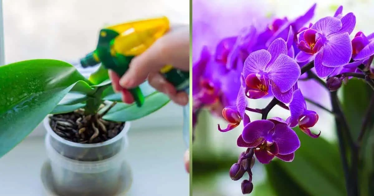 ORCHIDEA zo supermarketu mi kvitne 3x do roka a má aj 40 kvetov: Toto je moje tajomstvo!