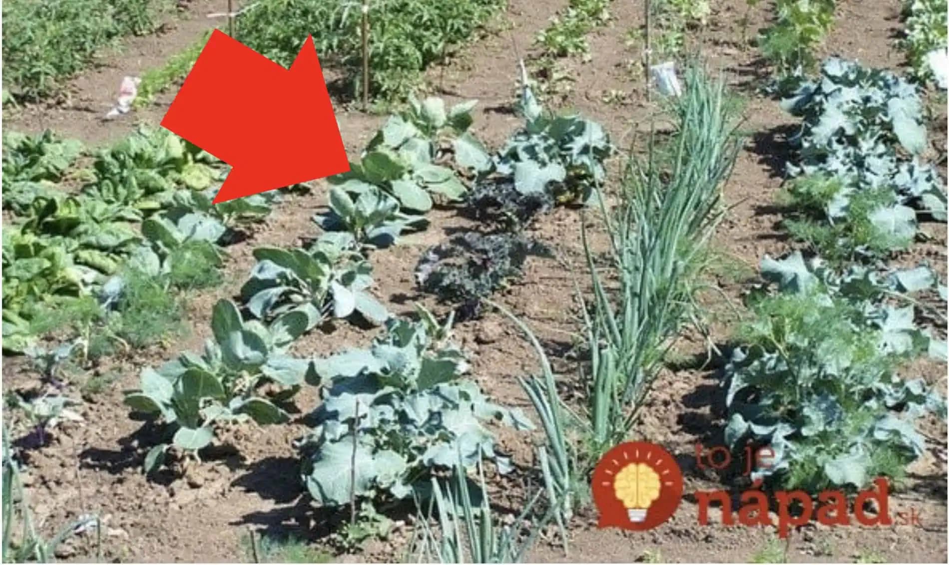 Keď budete na jar sadiť, túto zeleninu dajte vedľa seba, má to ohromný efekt: Rastliny budú plodiť dvojnásobne a odplašia hmyz!