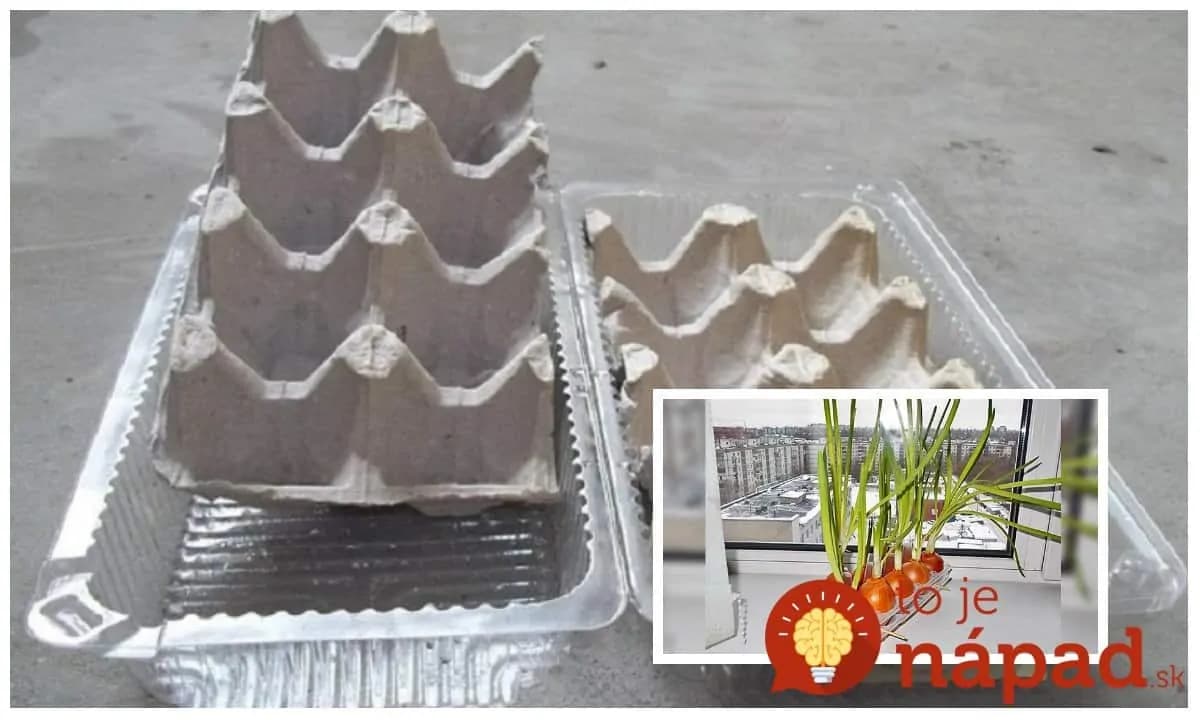 Položte cibuľu do kartónu od vajec a o 2 týždne zberáte: Záhradkár ukázal jednoduchý trik, ako získať bohatú úrodu zelenej cibuľky bez práce!