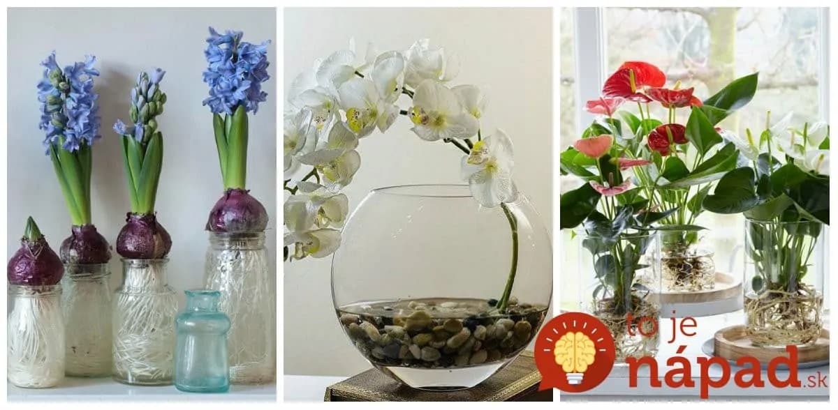 Lopatkovec a orchidea mi teraz kvitnú nonstop: Vyberte ich zo substrátu a postavte do pohára s obyčajnou vodou, tá zmena je neskutočná!