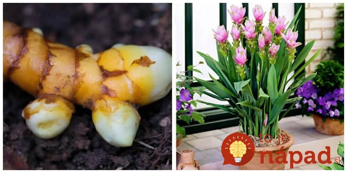 Vypestujte si na parapete korenie proti rakovine: Kurkuma je ešte krásnejšia, ako orchidea – starostlivosť takmer žiadna!