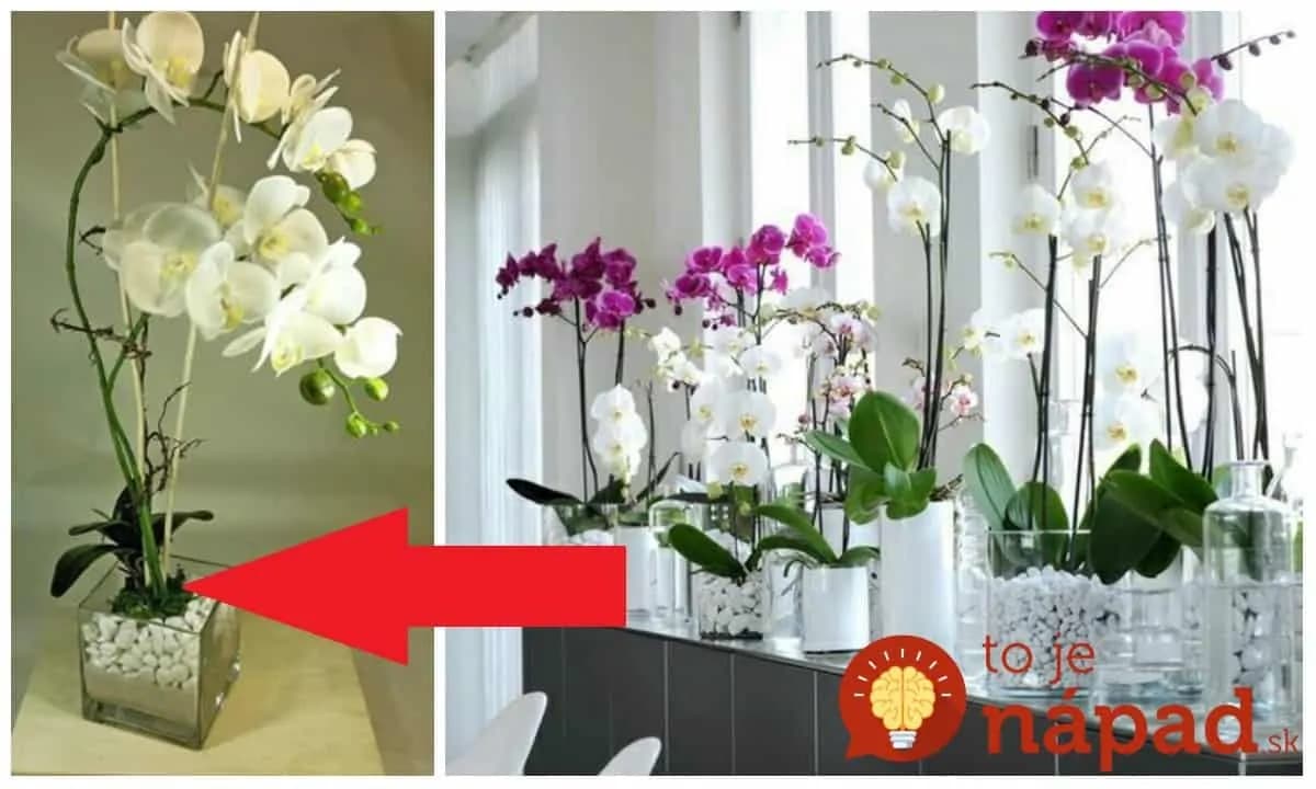 Odkedy som dala orchideu do skla, kvitne nepretržite už celé mesiace: Inak už nepestujem – najkrajšia dekoráciu, akú doma môžete mať!