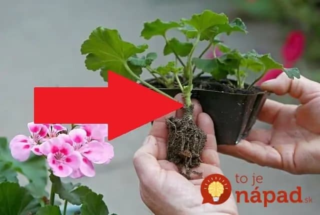 Záhradkári, medzi koreninami máte hotový poklad: Odložte si jednej balík škorice bokom, s rastlinkami dokáže zázraky!