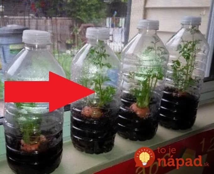 Nekupujte semienka – takto si každý dopestuje úrodu domácej mrkvy: Vezmite len prázdnu fľašu a takto postavte na parapetu!