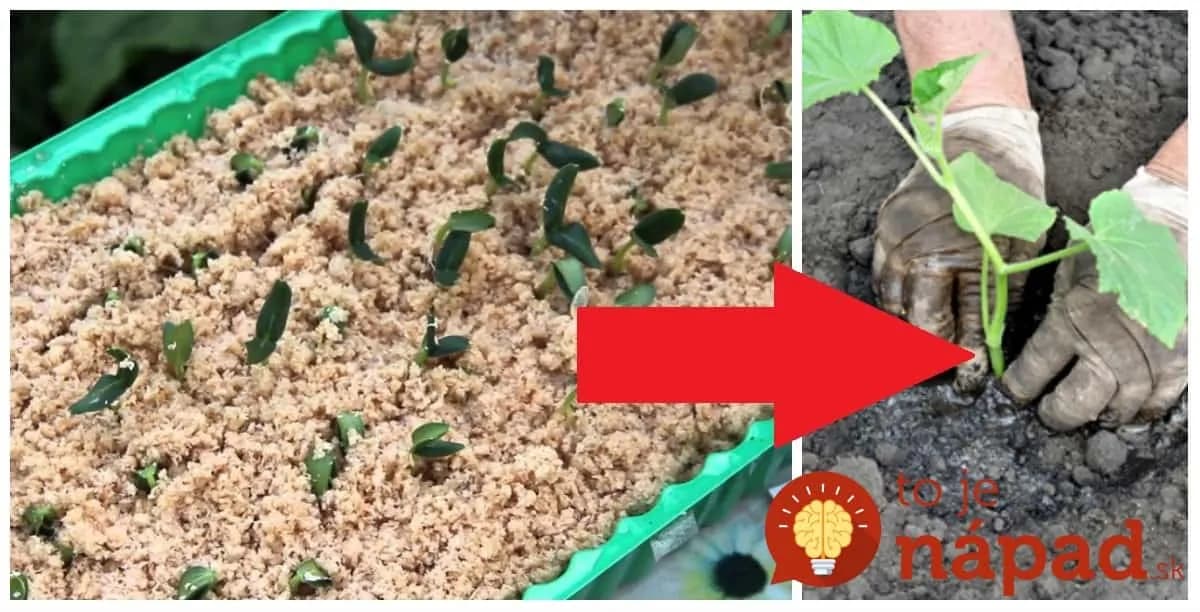 Dajte semienka namiesto substrátu do horúcich pilín: Keď zistíte, čo to urobí s koreňmi uhoriek, nebudete váhať ani sekundu!