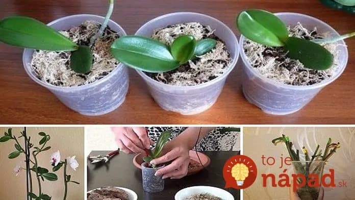 Bezkonkurenčný spôsob ako doma rozmnožiť každú orchideu: Je to oveľa ľahšie a rýchlejšie, ako si myslíte!